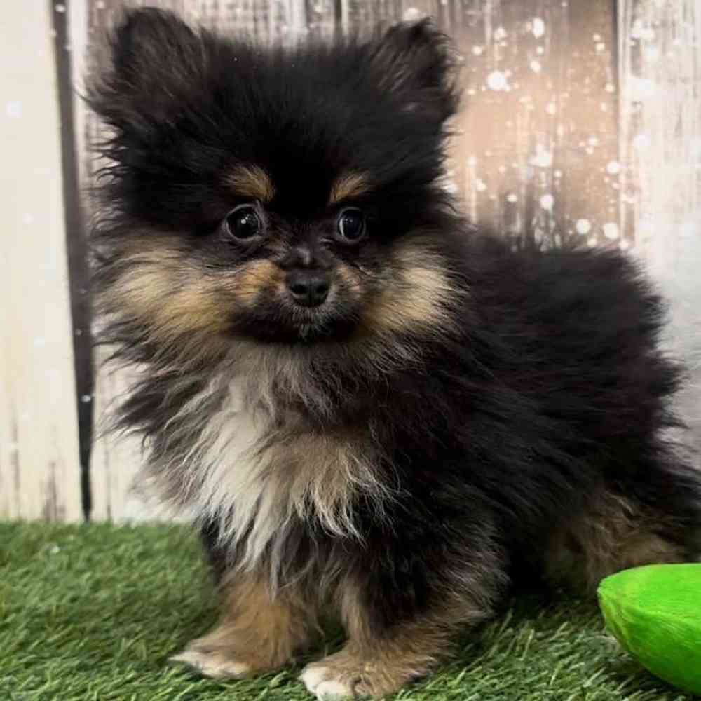 Male Pomeranian Puppy for Sale in Saugus, MA