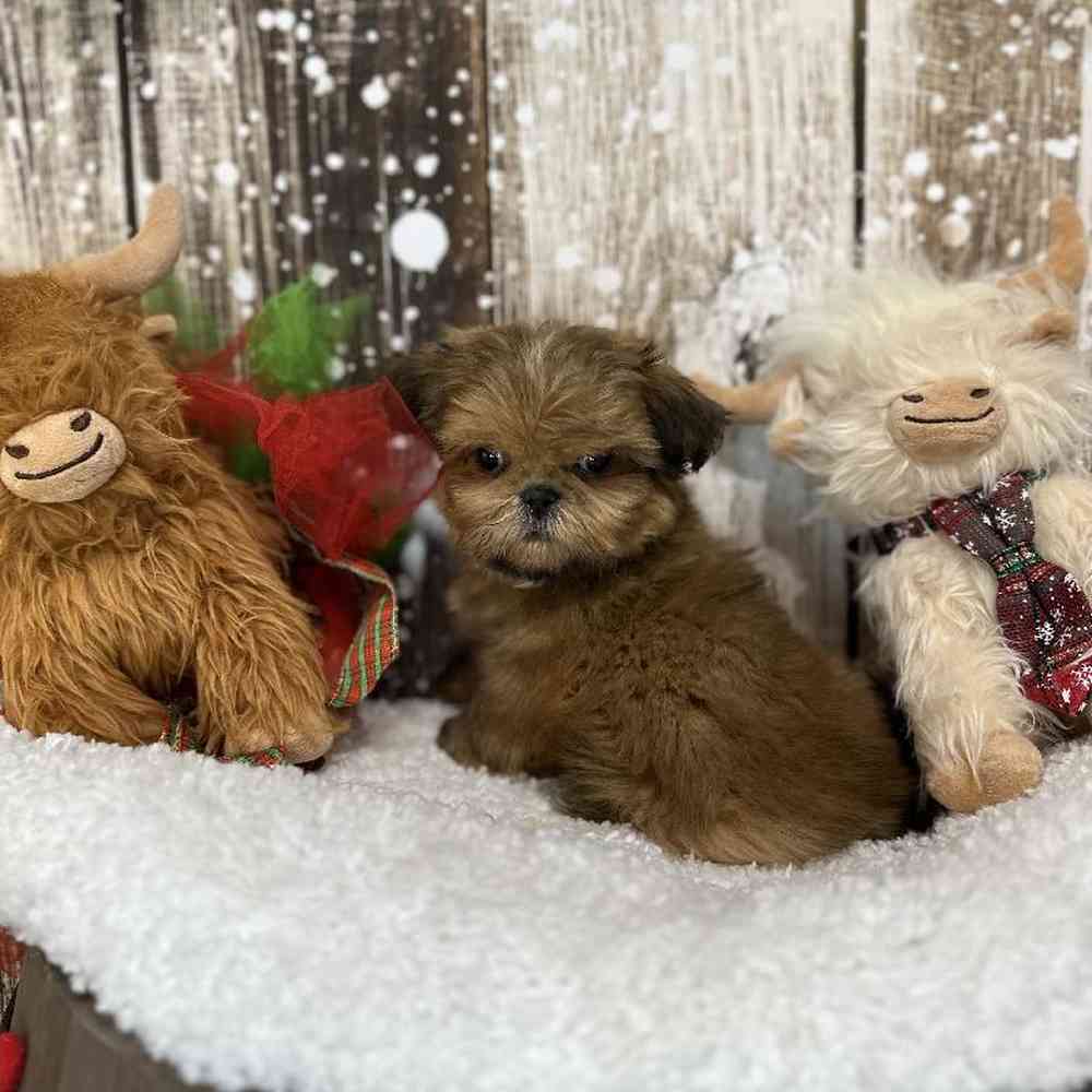 Male Shih Tzu Puppy for Sale in Saugus, MA