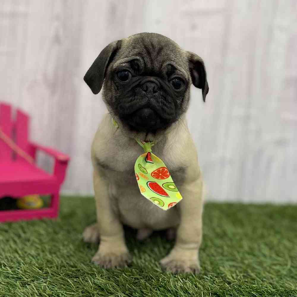 Male Pug Puppy for Sale in Braintree, MA