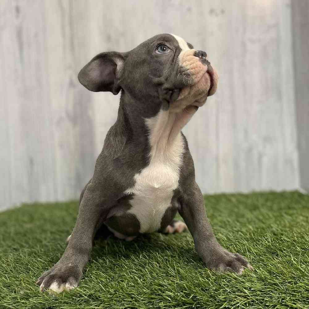 Male French Bulldog Puppy for sale