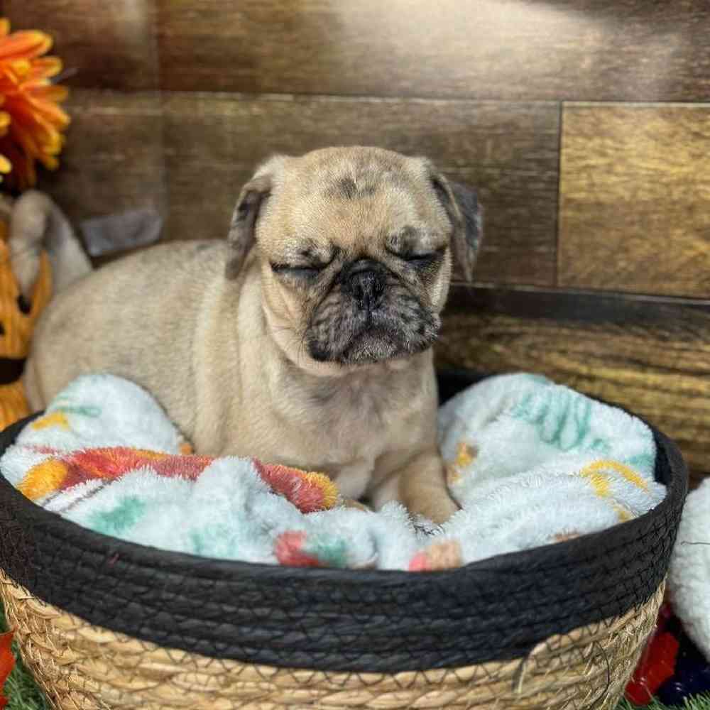 Male Pug Puppy for Sale in Saugus, MA
