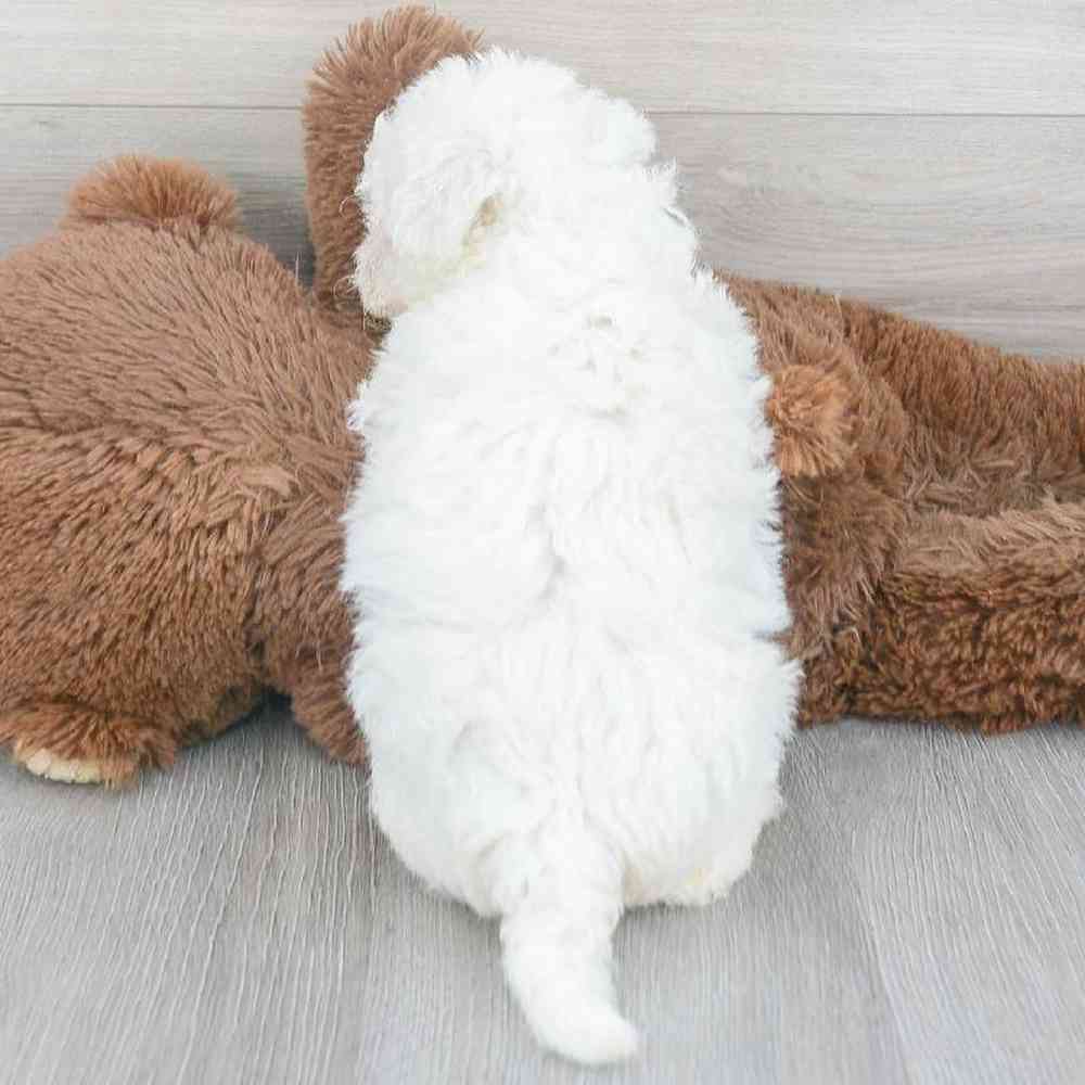 bichon-frise-abe-5191803452416792.jpg