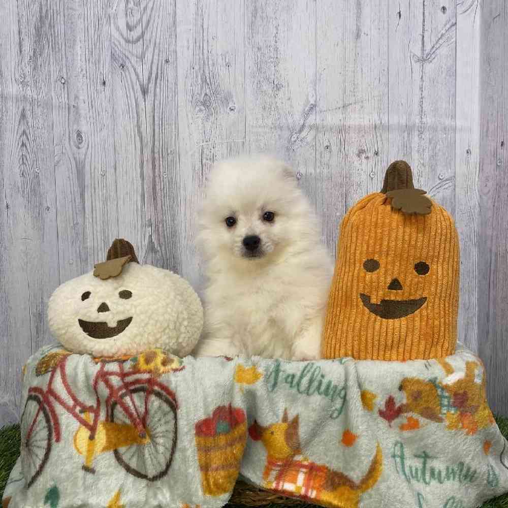 Male American Eskimo Puppy for Sale in Saugus, MA