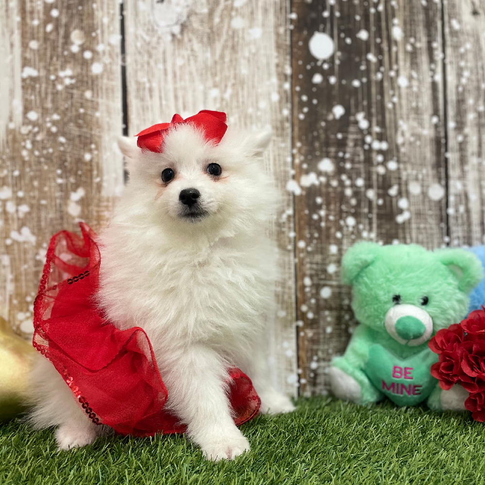 Female American Eskimo Puppy for Sale in Braintree, MA