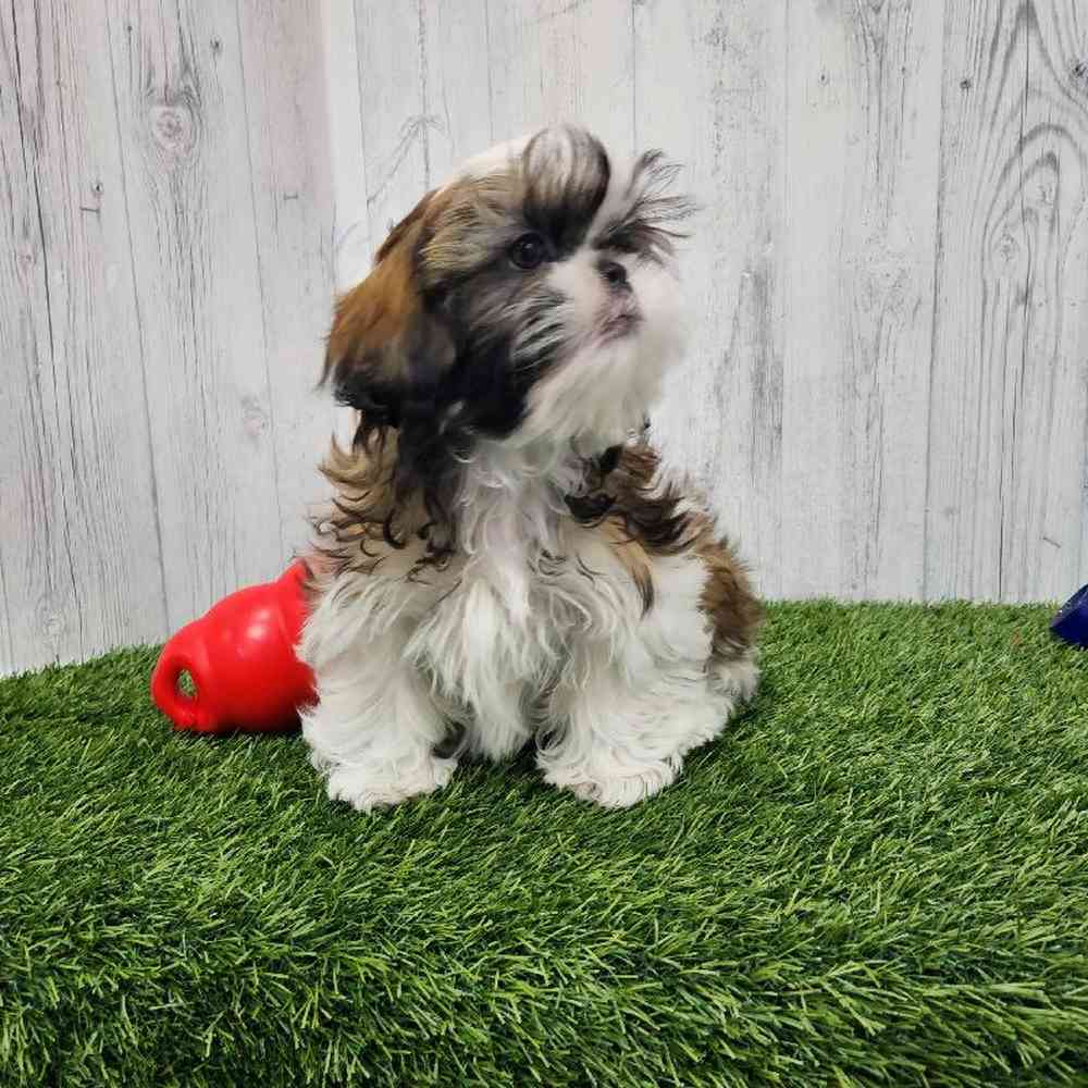 Male Shih Tzu Puppy for Sale in Braintree, MA