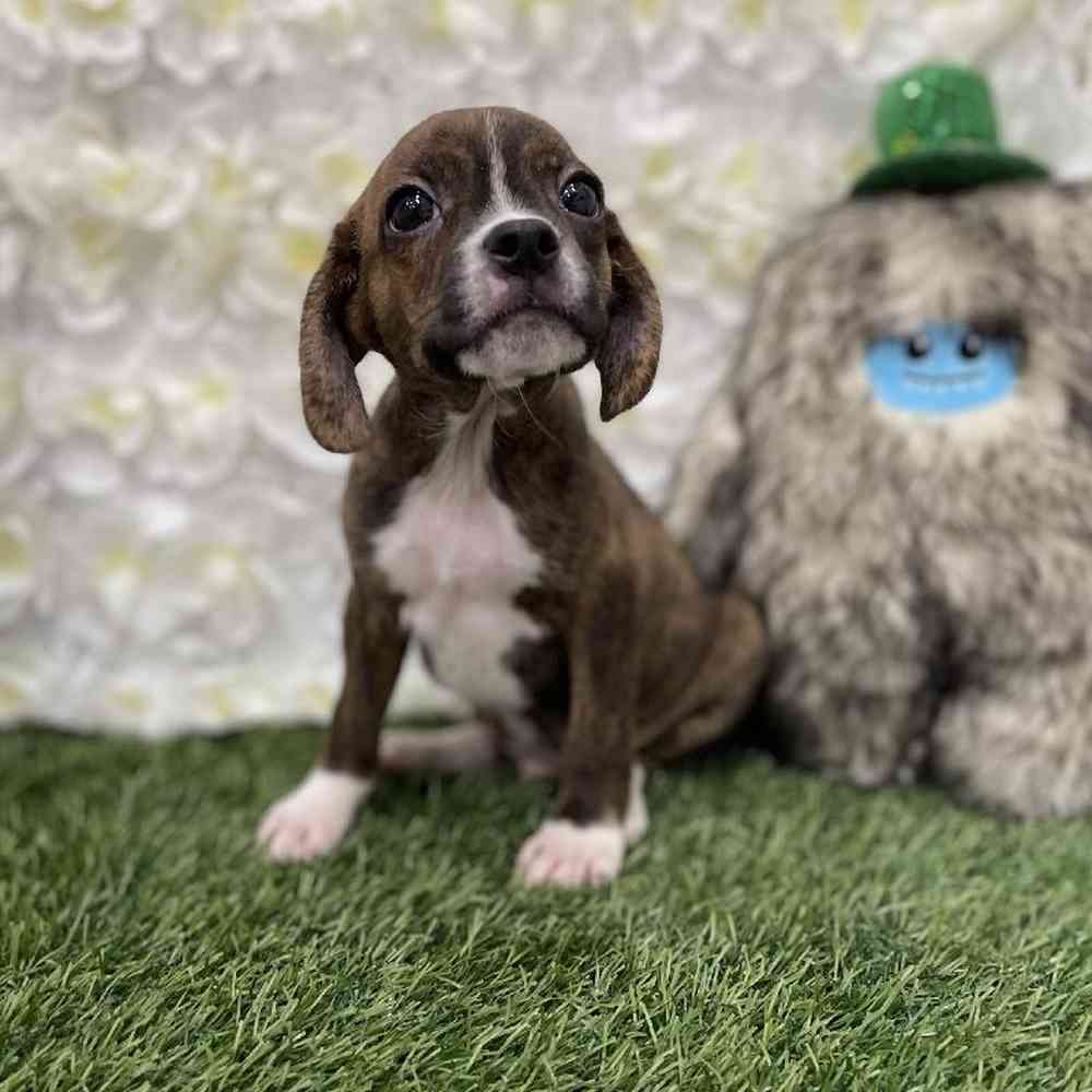 Boglen terrier store for sale