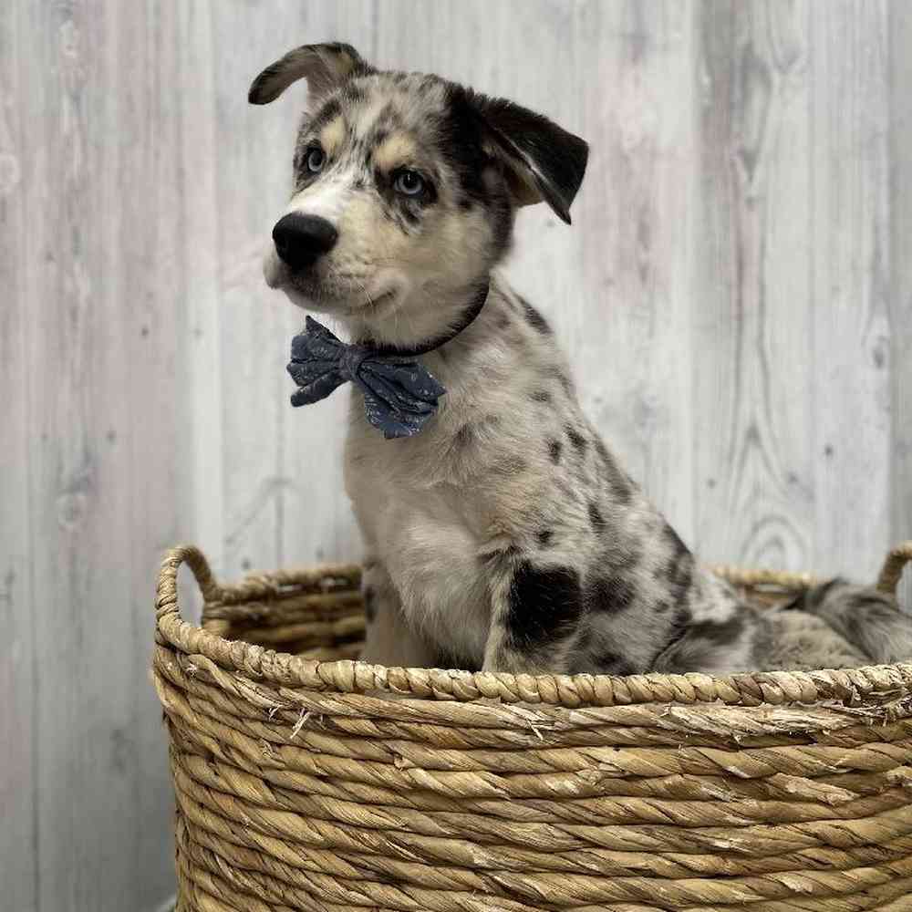 Male Australian Husky Puppy for Sale in Braintree, MA