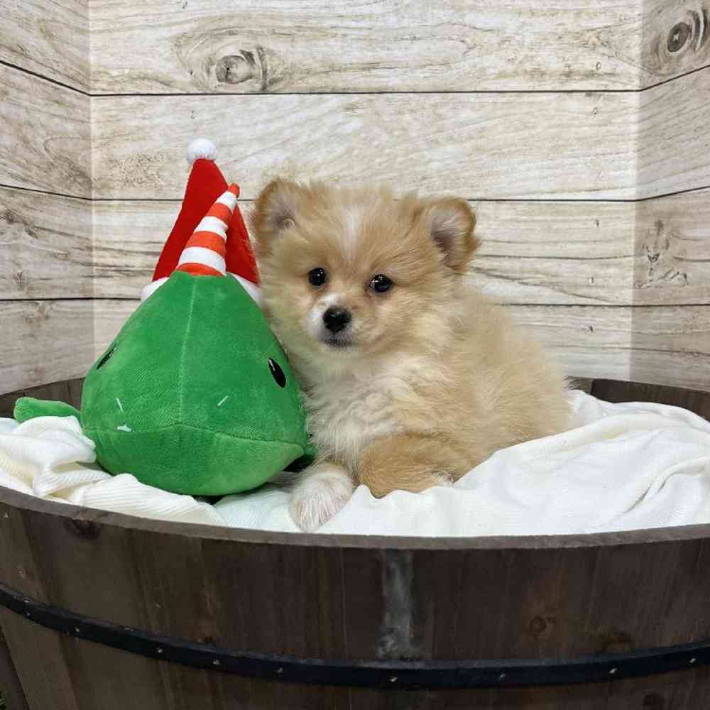 Female Pomeranian Puppy for Sale in Saugus, MA