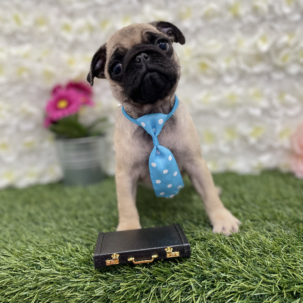 Male Pug Puppy for Sale in Braintree, MA
