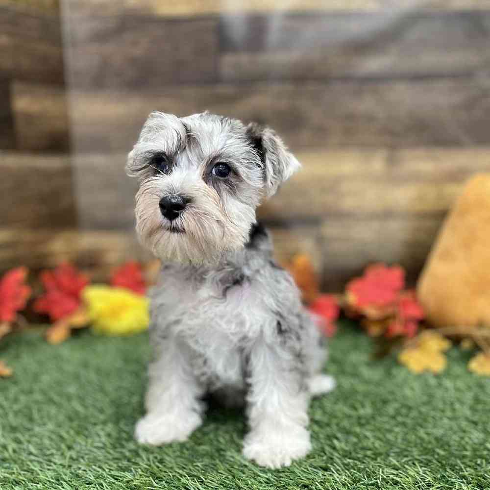 Male Miniature Schnauzer Puppy for Sale in Braintree, MA