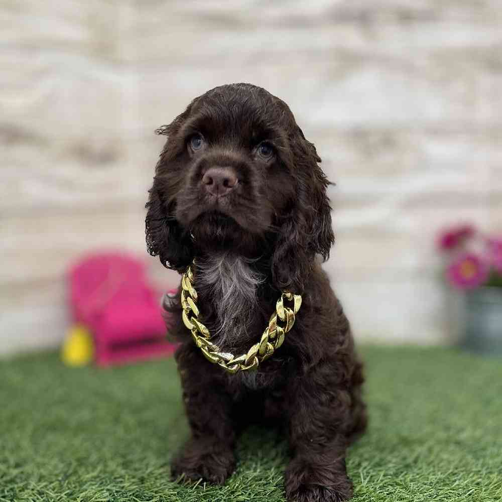 Male Cocker Spaniel Puppy for Sale in Braintree, MA