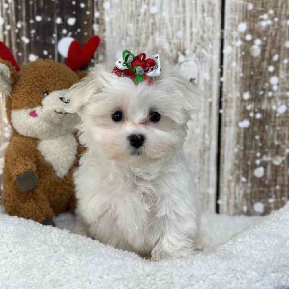 Female Maltese Puppy for Sale in Saugus, MA