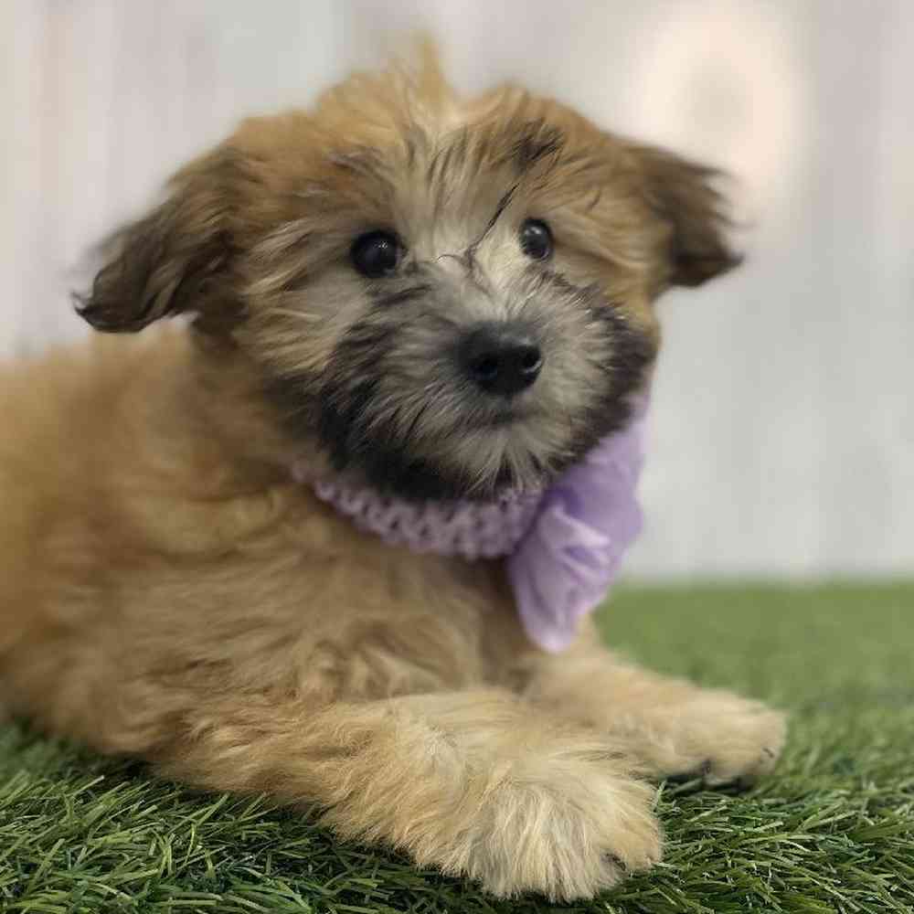 Female Mini Whoodle Puppy for sale