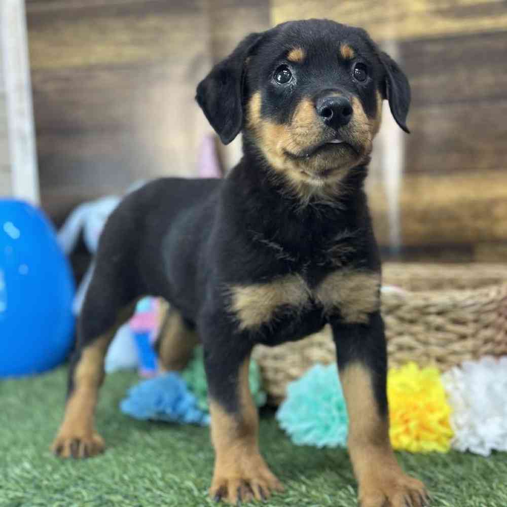 Female Rottweiler Puppy for Sale in Saugus, MA