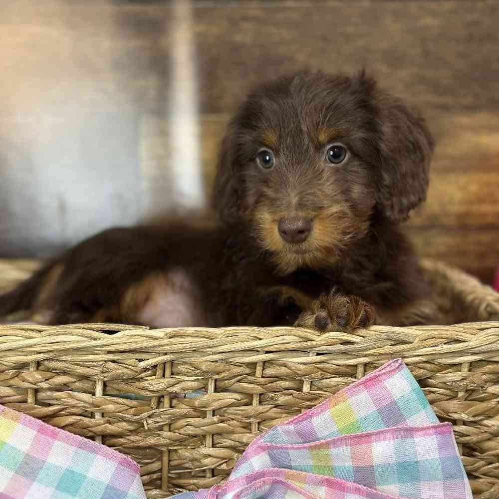 Male Dachshund Puppy for Sale in Saugus, MA