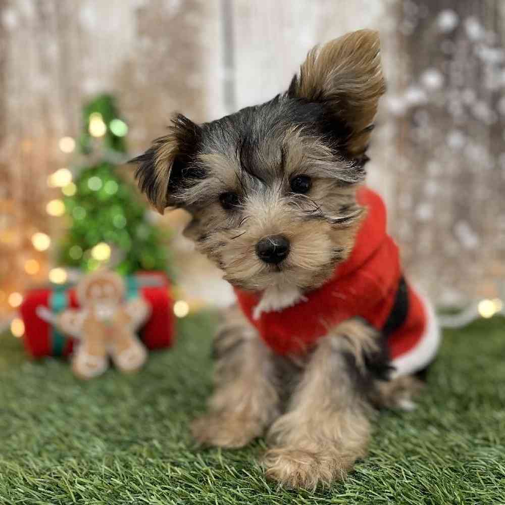 Male Yorkshire Terrier Puppy for Sale in Braintree, MA