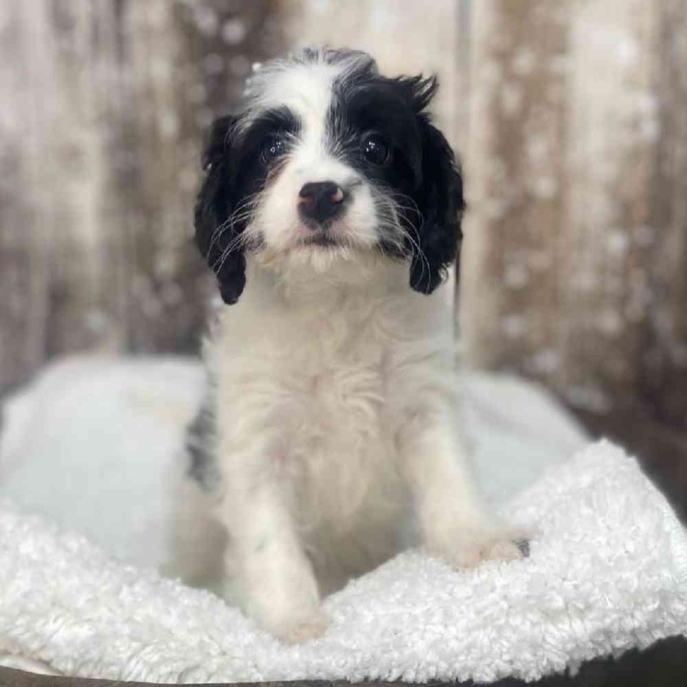 Male Cavapoo Puppy for Sale in Saugus, MA