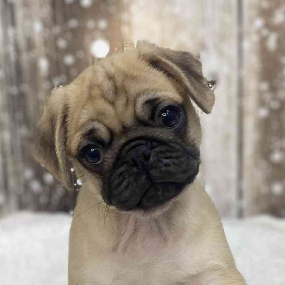 Male Pug Puppy for Sale in Saugus, MA