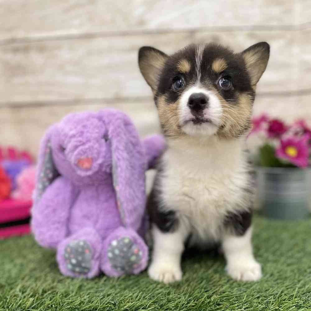 Female Pembroke Welsh Corgi Puppy for Sale in Braintree, MA