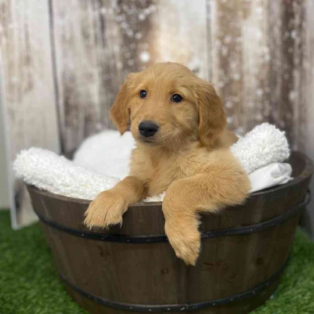 Male Golden Retriever Puppy for Sale in Saugus, MA