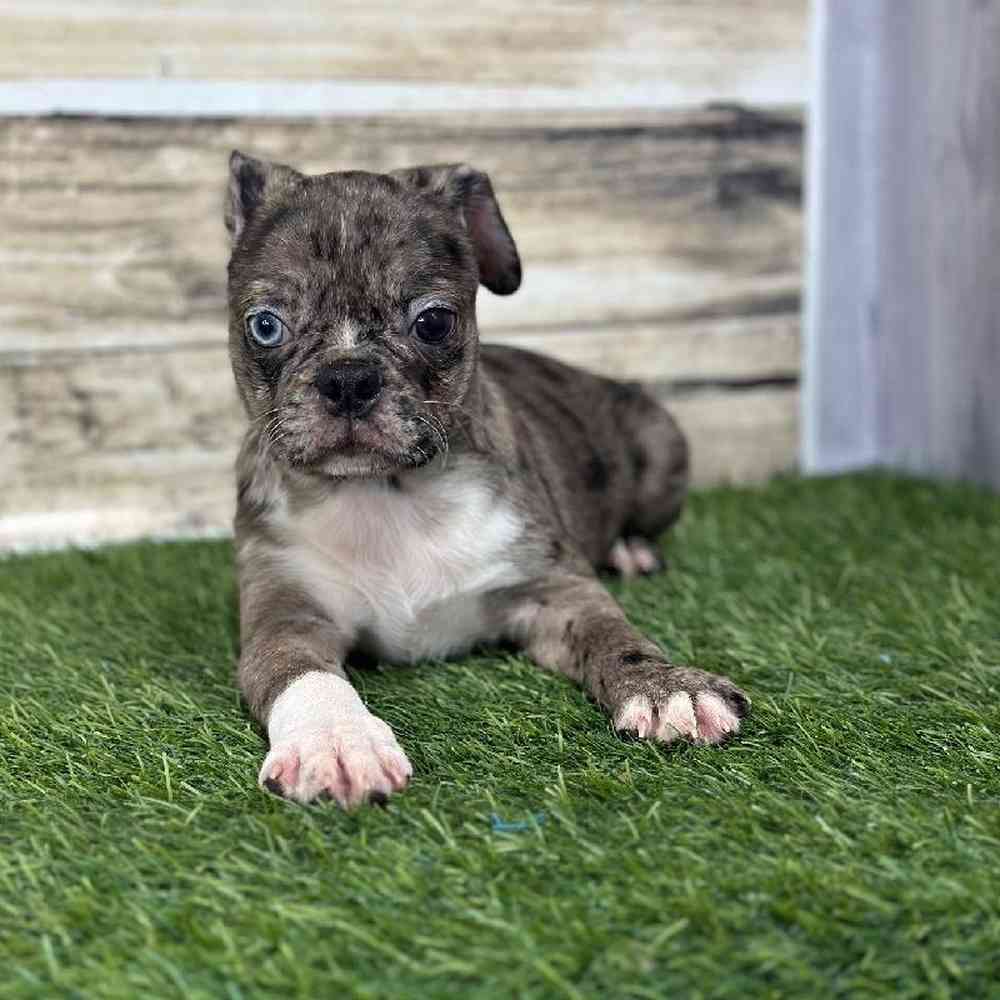 Male Bugg Puppy for Sale in Saugus, MA