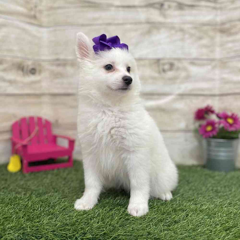 Female American Eskimo Puppy for Sale in Braintree, MA