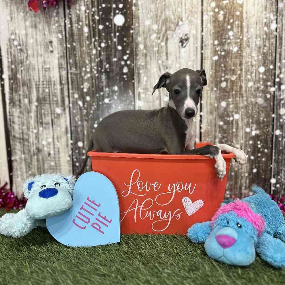 Male Italian Greyhound Puppy for Sale in Saugus, MA