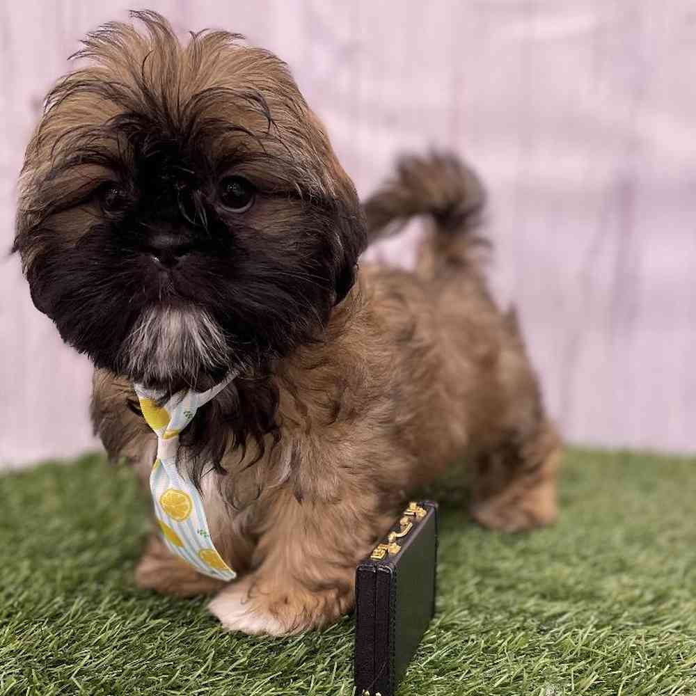 Male Shih Tzu Puppy for Sale in Braintree, MA