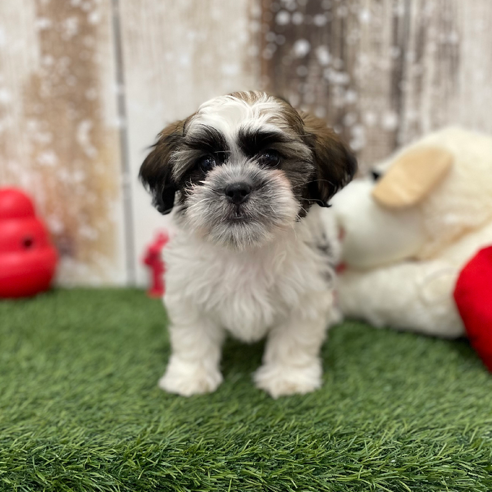 Male Teddy Bear (Zuchon) 2nd Gen Puppy for Sale in Braintree, MA