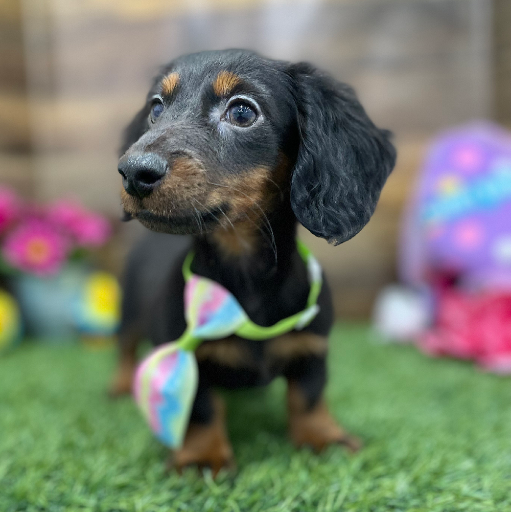 Male Dachshund Puppy for Sale in Braintree, MA
