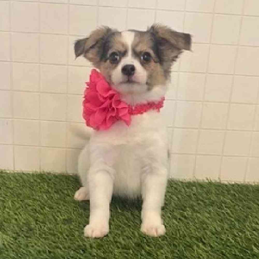 Female Coton De Tulear Puppy for sale
