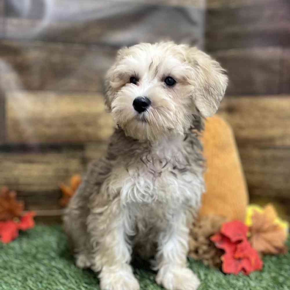 Male Schnoodle Puppy for Sale in Braintree, MA