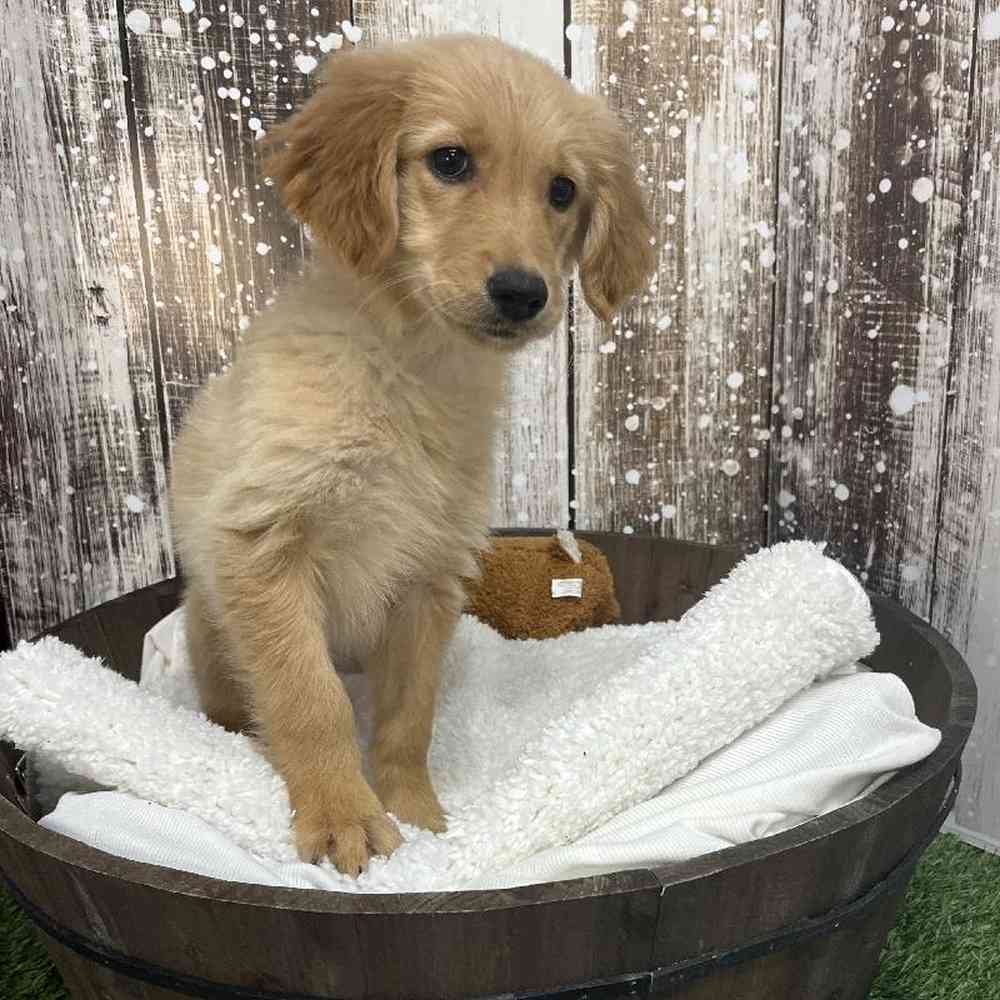 Female Golden Retriever Puppy for Sale in Saugus, MA