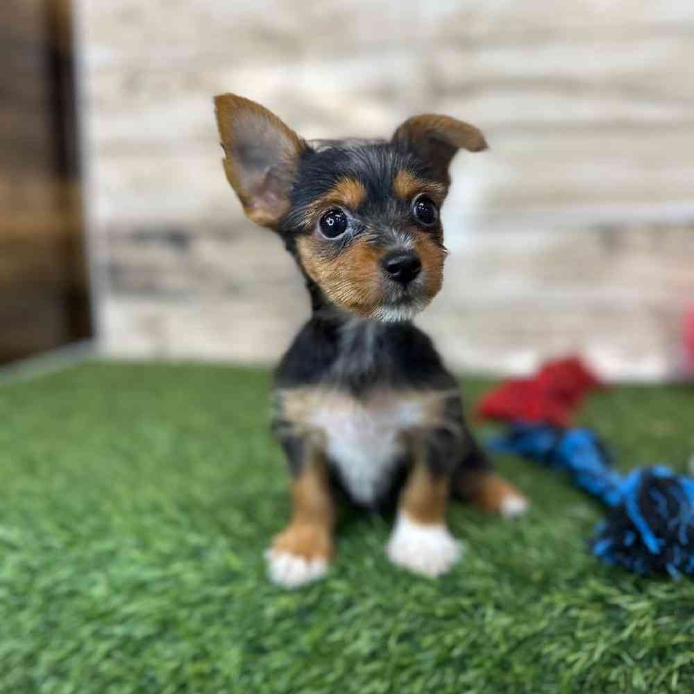 Male Chorkie Puppy for Sale in Saugus, MA