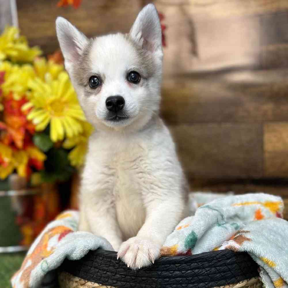 Male Alaskan Klee Kai Puppy for Sale in Saugus, MA