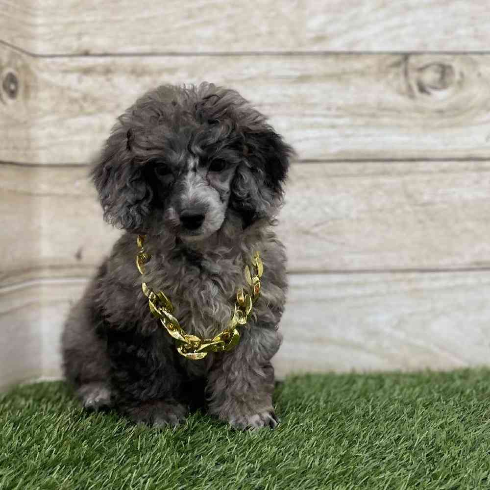 Male Poodle Toy Puppy for Sale in Braintree, MA