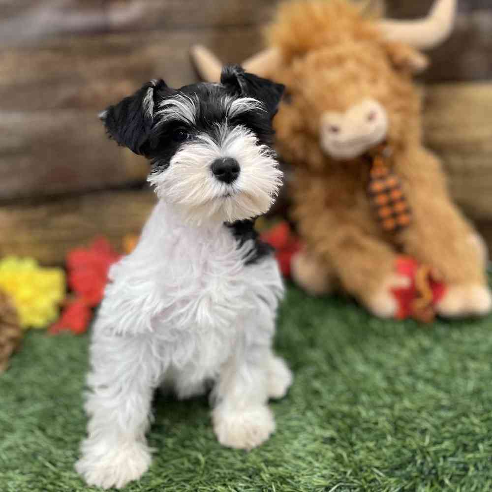Female Miniature Schnauzer Puppy for Sale in Braintree, MA