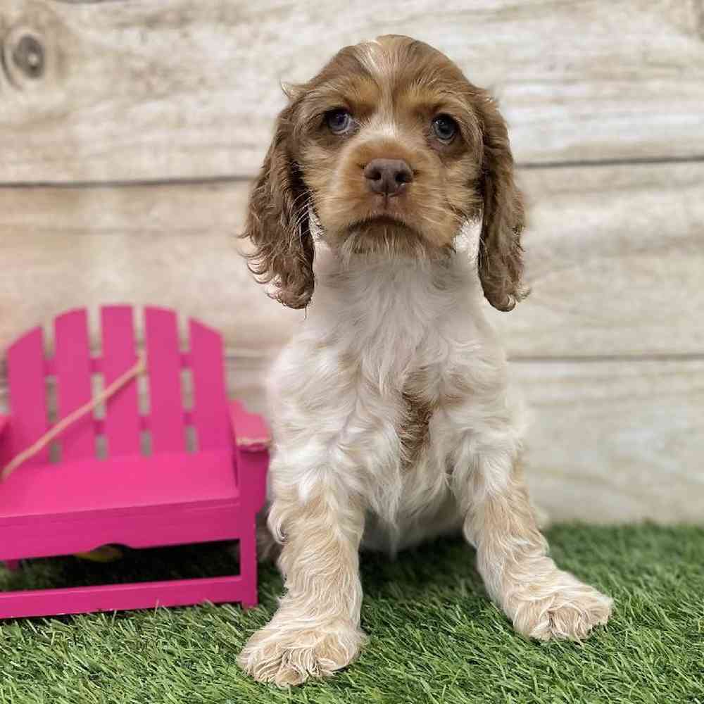 Female Cocker Spaniel Puppy for Sale in Braintree, MA