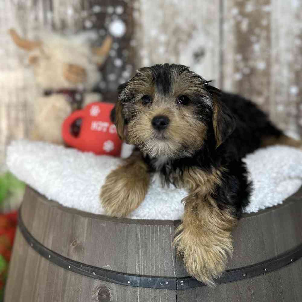 Male Yorkshire Terrier Puppy for Sale in Saugus, MA