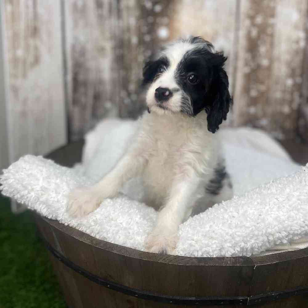 Male Cavapoo Puppy for Sale in Saugus, MA