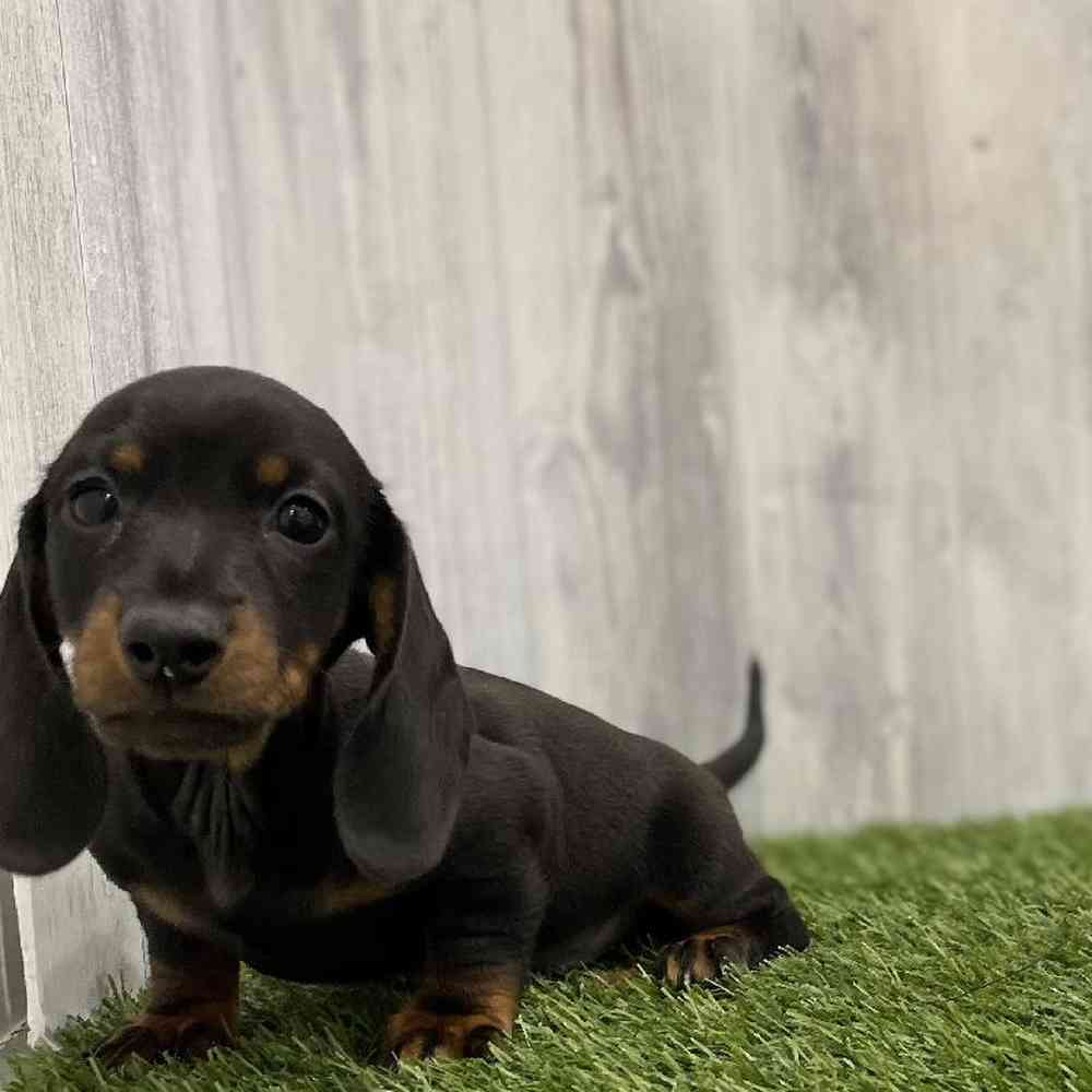 Female Dachshund Puppy for Sale in Braintree, MA