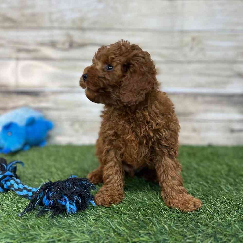 Male Mini Labradoodle 2nd Gen Puppy for Sale in Saugus, MA
