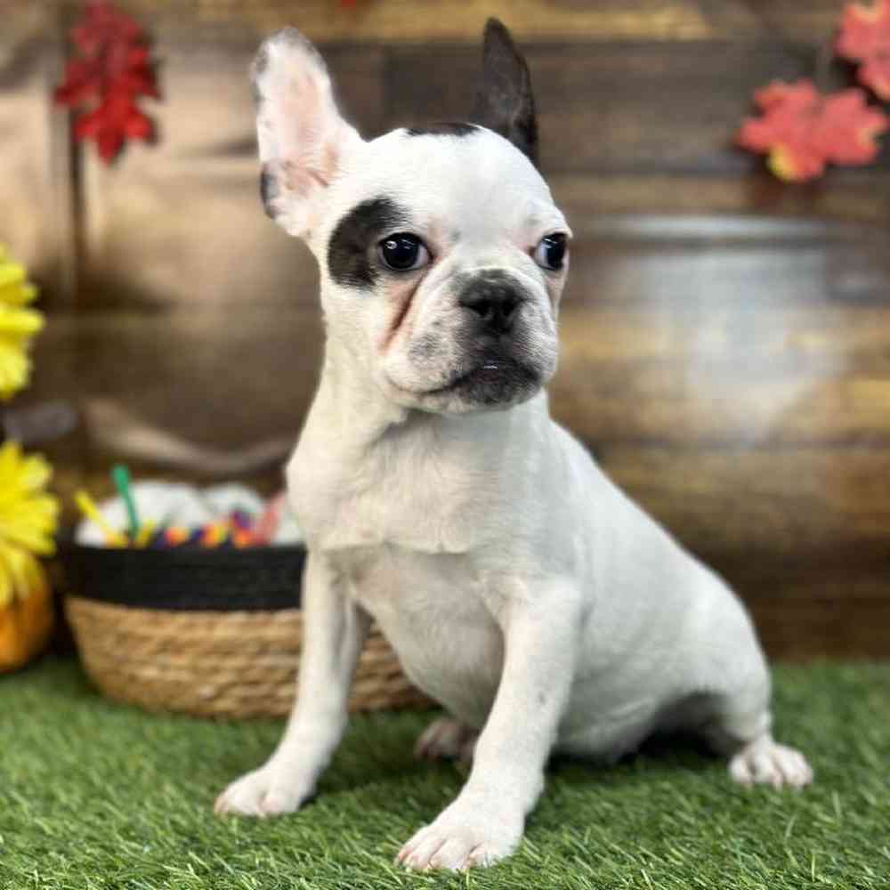 Male French Bulldog Puppy for Sale in Saugus, MA