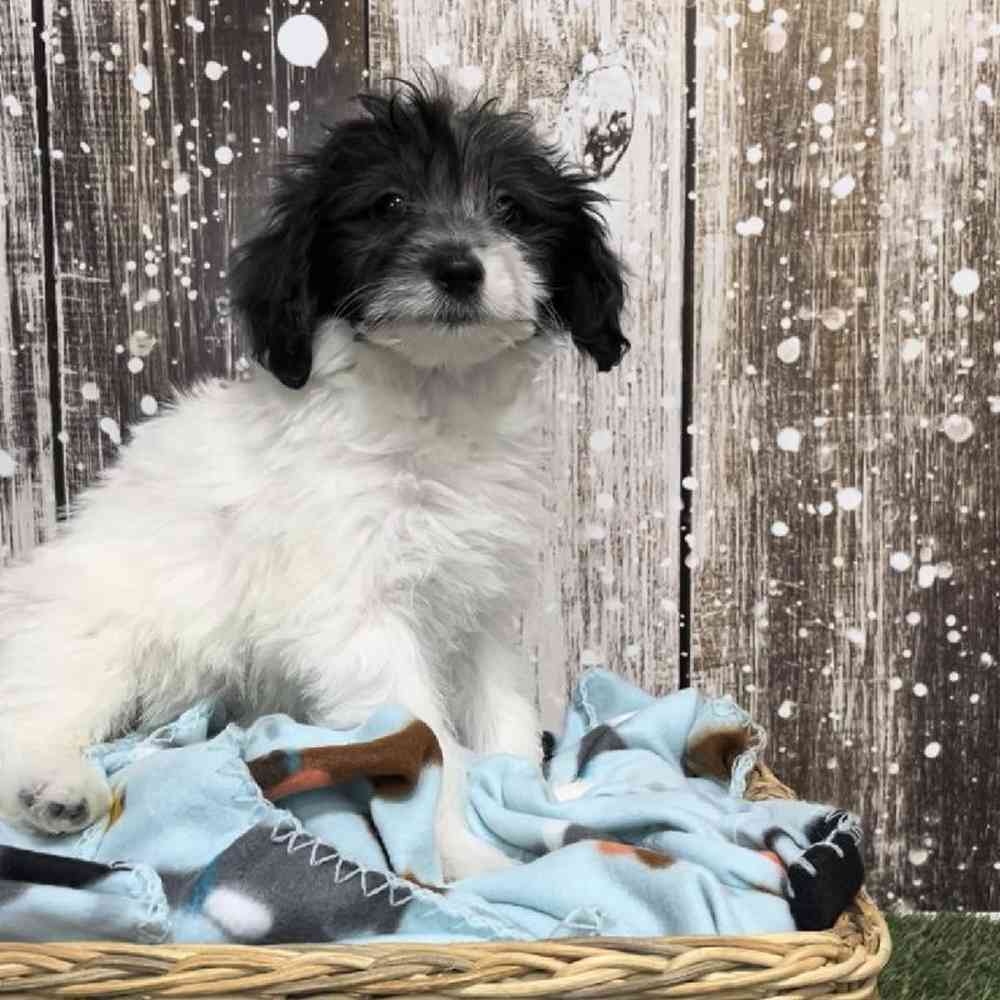 Male Coton Poodle Puppy for Sale in Saugus, MA