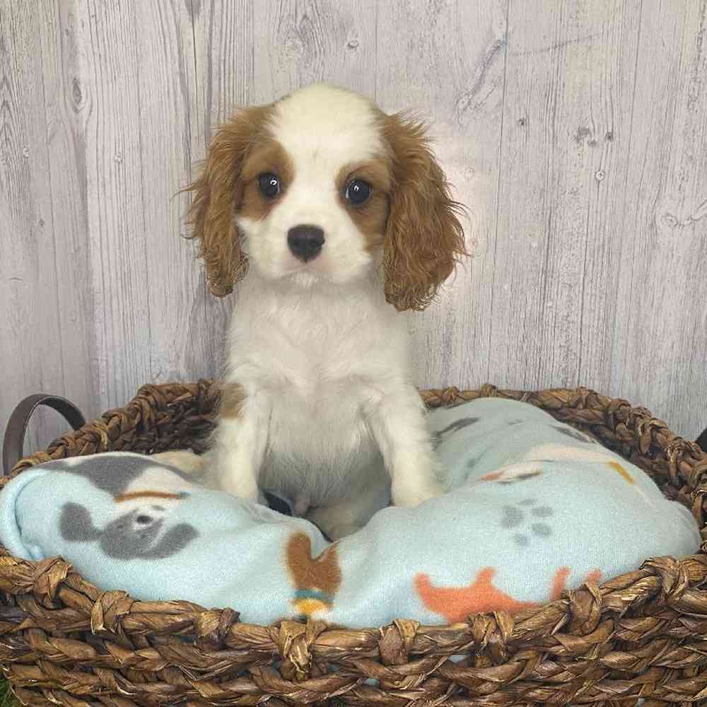 Male Cavalier King Charles Spaniel Puppy for Sale in Saugus, MA