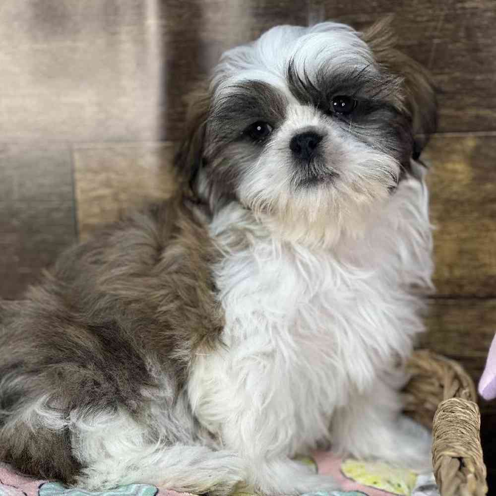 Male Shih Tzu Puppy for Sale in Saugus, MA