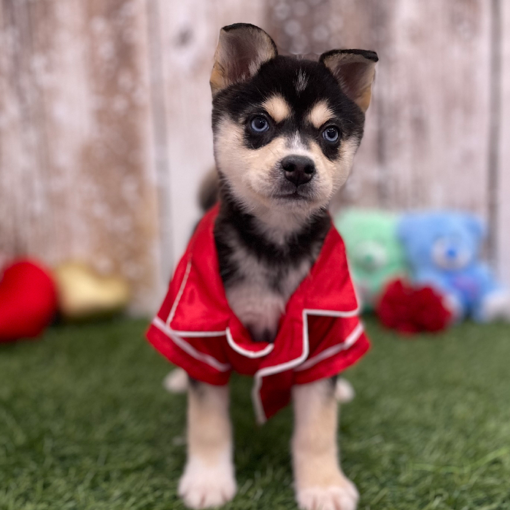 Male Alaskan Klee Kai Puppy for Sale in Braintree, MA