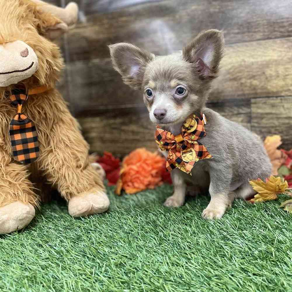 Male Chihuahua Puppy for Sale in Braintree, MA