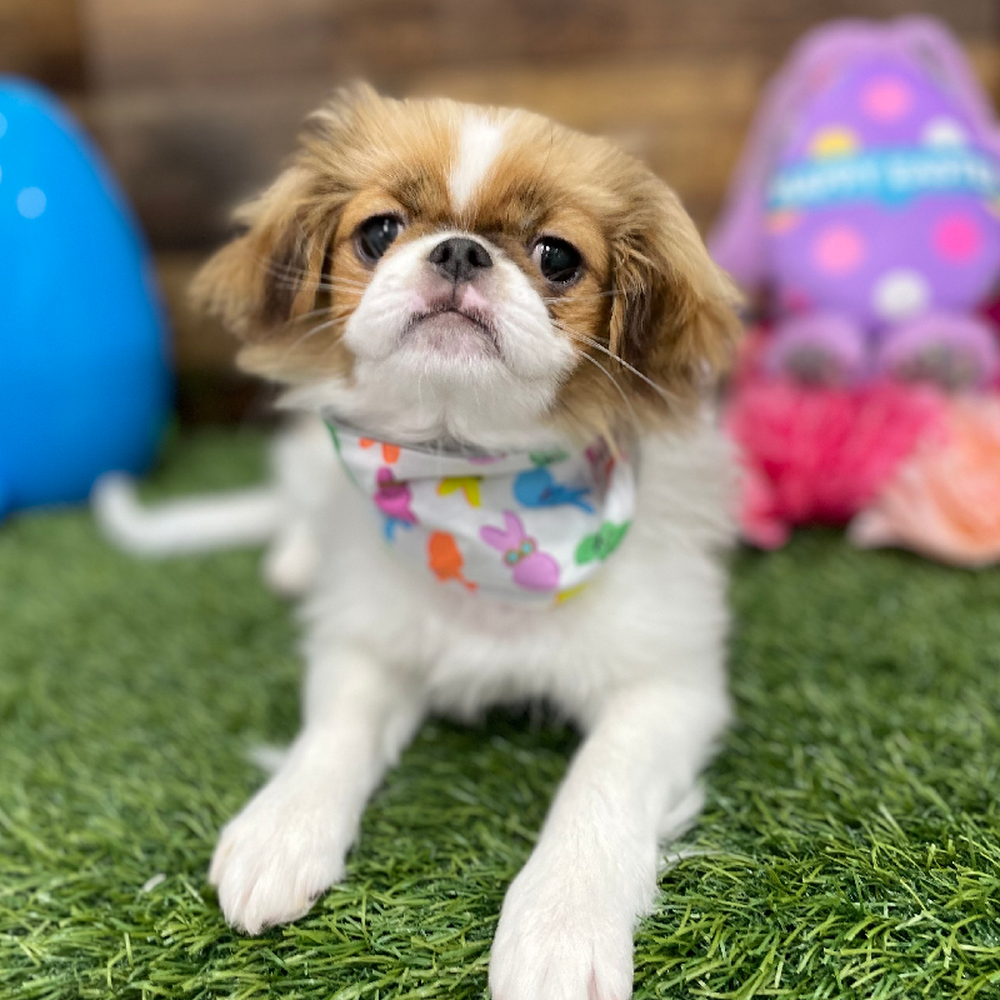 Female Japanese Chin Puppy for Sale in Braintree, MA