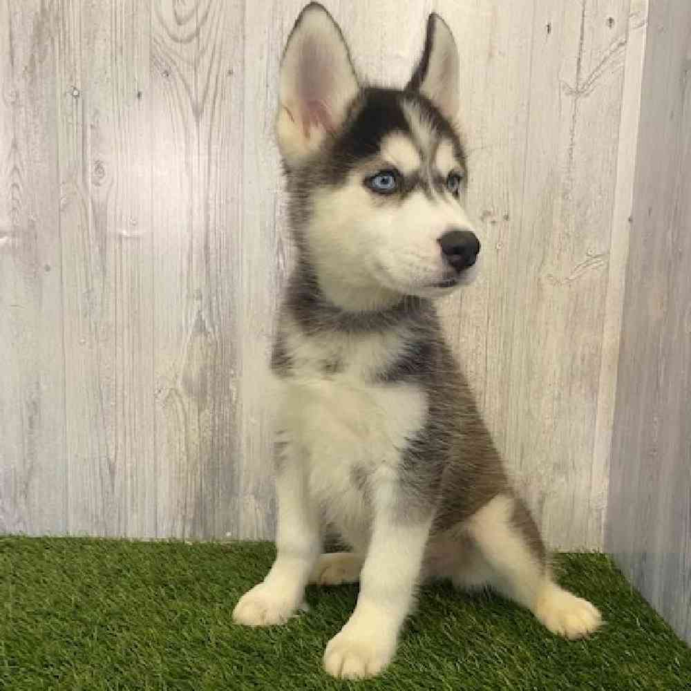 Male Siberian Husky Puppy for sale